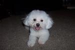 Cute Cute Bichon Frise - Bichon Frise Dog