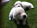 Pyrenean Mountain Dog Puppies - Great Pyrenees Dog