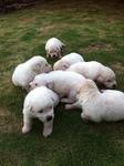 Pyrenean Mountain Dog Puppies - Great Pyrenees Dog