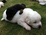 Pyrenean Mountain Dog Puppies - Great Pyrenees Dog