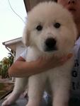 Pyrenean Mountain Dog Puppies - Great Pyrenees Dog