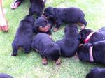 Rottweiler Puppies Mka - Rottweiler Dog