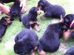 Rottweiler Puppies Mka - Rottweiler Dog