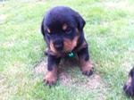 Rottweiler Puppies Mka - Rottweiler Dog