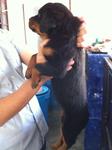 Rottweiler Puppies Mka - Rottweiler Dog