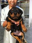 Rottweiler Puppies Mka - Rottweiler Dog