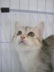 Vanilla (Sold) - Persian + American Curl Cat