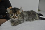 Caramel (Sold) - American Curl + Persian Cat