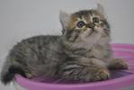 Caramel (Sold) - American Curl + Persian Cat