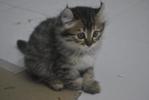 Caramel (Sold) - American Curl + Persian Cat