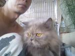 Bella Isabella - Domestic Long Hair + Persian Cat