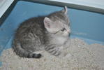 Peppermint (Sold) - American Curl + Persian Cat