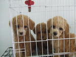 Cute Poodle - Poodle Dog