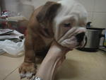 Angel - English Bulldog Dog