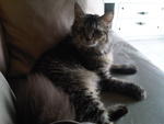 Tabby - Domestic Long Hair Cat