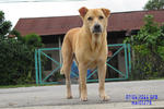 Siu Ban - Labrador Retriever Mix Dog