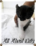 Black Forest (Sold) - American Curl + Persian Cat