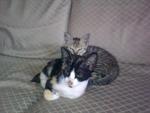 Kittens Looking For Forever Homes - Domestic Short Hair Cat