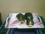 Chubby Tricolor Beagle Puppies Cert - Beagle Dog