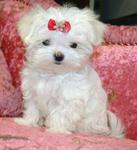 Hooi - Maltese Dog