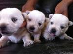 Westie Highland For Sale - West Highland White Terrier Westie Dog