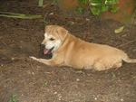 Puppy sitting in his favourite garden hole