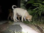 Puppies helping with the gardening