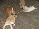 Puppies having a very important meeting in the garden