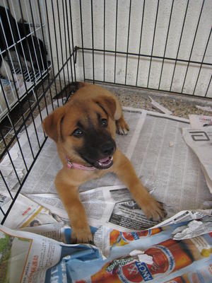 Chiko - Mixed Breed Dog