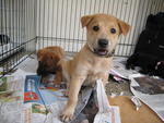 Holicks for adoption