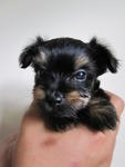 Mixed Breed (Chihuahua+yorkie) - Chihuahua + Yorkshire Terrier Yorkie Dog