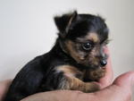 Mixed Breed (Chihuahua+yorkie) - Chihuahua + Yorkshire Terrier Yorkie Dog