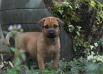 Hazel - Mixed Breed Dog