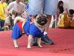 Ah Man - Pug Dog