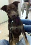 Chocolate - Mixed Breed Dog