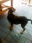 Found In Jln. Setiawan, Kl - Mixed Breed Dog