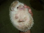 Hedgehog - Hedgehog Small & Furry