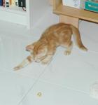 Swatting his toy ball made from Ferrero Roche foil wrapper. 