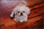 Baby Kirin麒麟 - Pekingese Dog