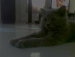 Bagpuss - British Shorthair + Persian Cat