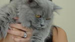 Bagpuss - British Shorthair + Persian Cat