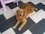 Bobo - Golden Retriever Dog