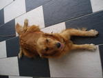 Bobo - Golden Retriever Dog