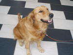 Bobo - Golden Retriever Dog