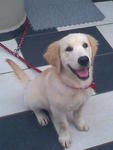 Ricky - Golden Retriever Dog