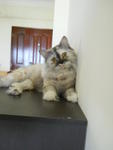 Foxy~~ - Persian Cat