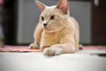 Darlin' - Burmese Cat