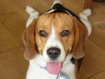 Gilbert - Beagle Dog