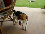 Gilbert - Beagle Dog