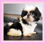 PF17366 - Shih Tzu Dog